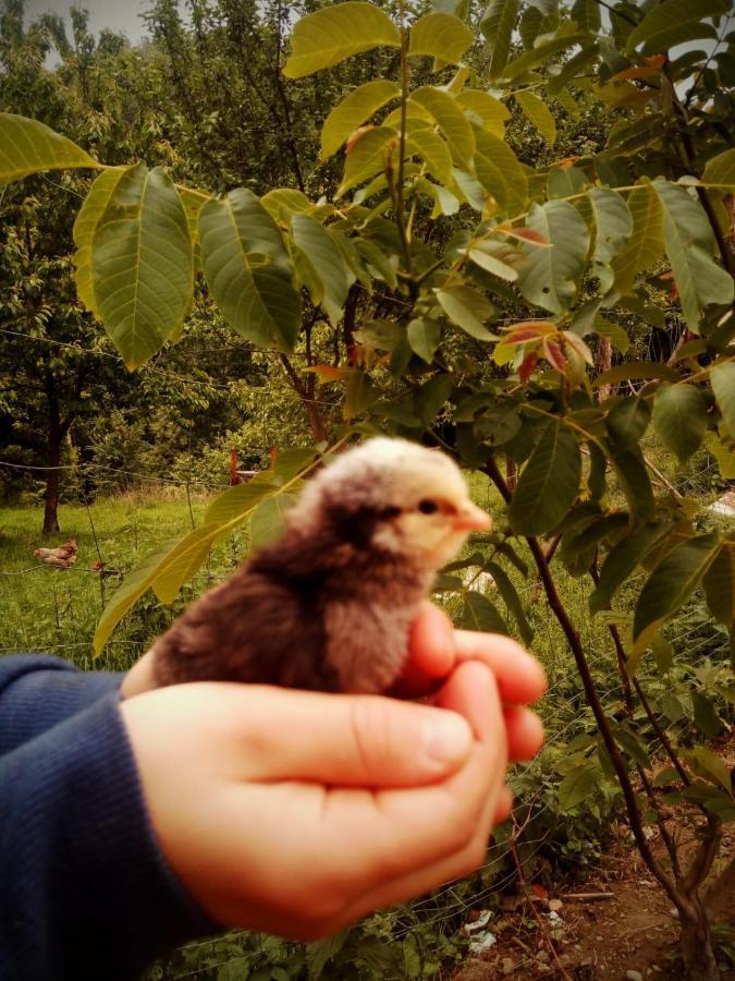 Agroturystyka U Babci Czchow Luaran gambar