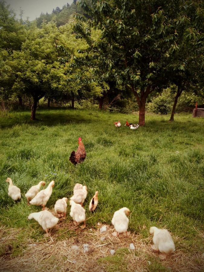 Agroturystyka U Babci Czchow Luaran gambar