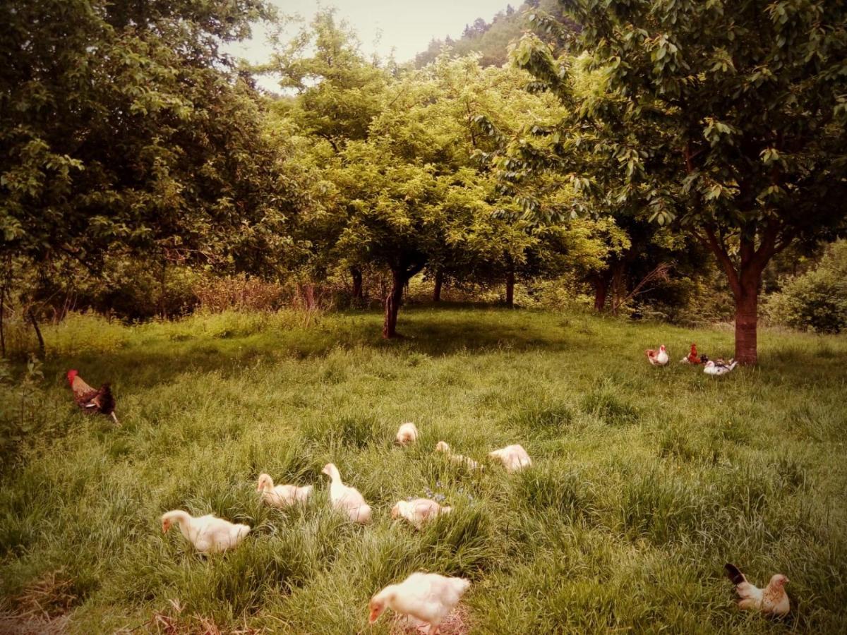 Agroturystyka U Babci Czchow Luaran gambar