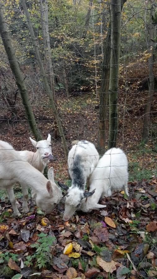 Agroturystyka U Babci Czchow Luaran gambar