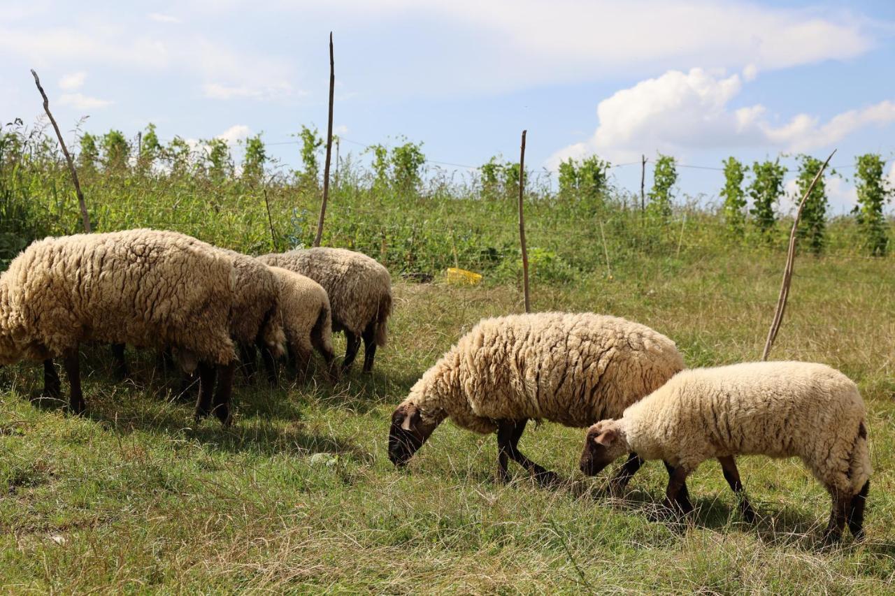 Agroturystyka U Babci Czchow Luaran gambar