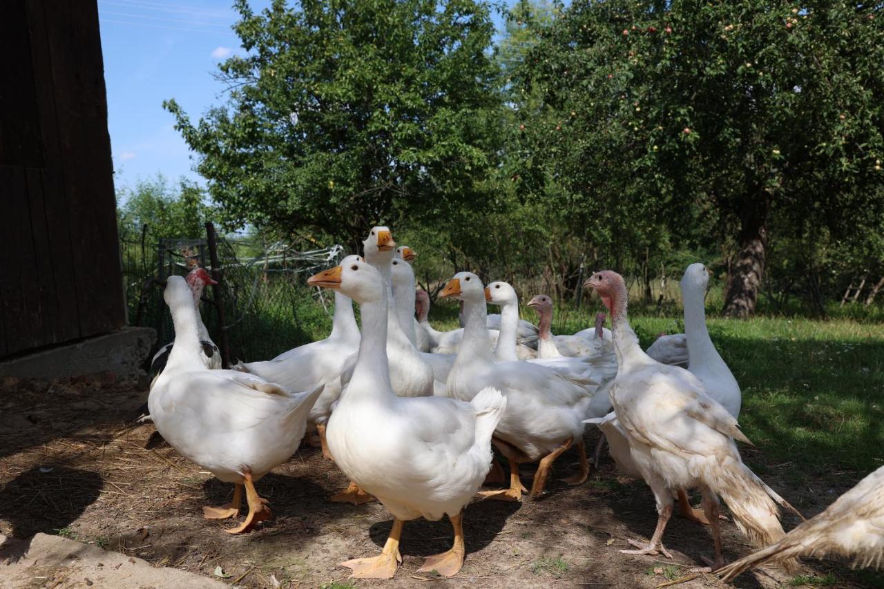 Agroturystyka U Babci Czchow Luaran gambar