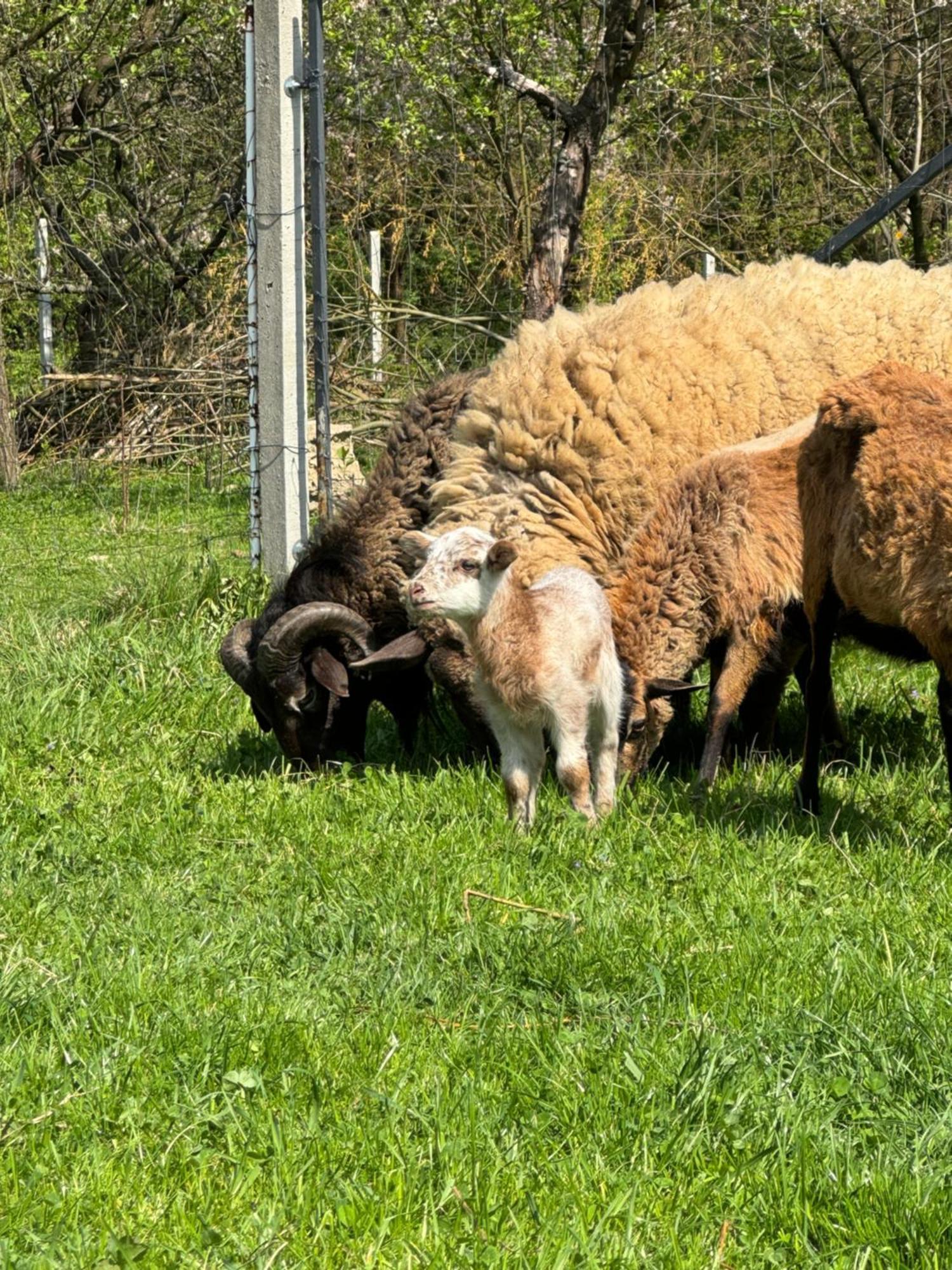 Agroturystyka U Babci Czchow Luaran gambar